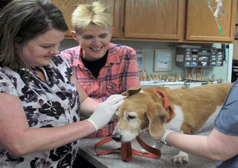 Carousel Slide 2: Dog veterinary exams