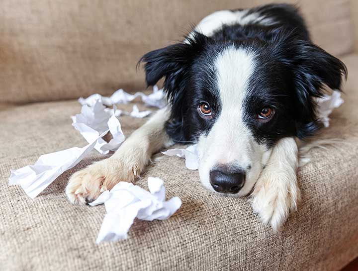 How to Ease Your Dog's Separation Anxiety
