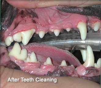 After Dental Cleaning