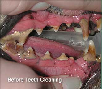 Before Dental Cleaning